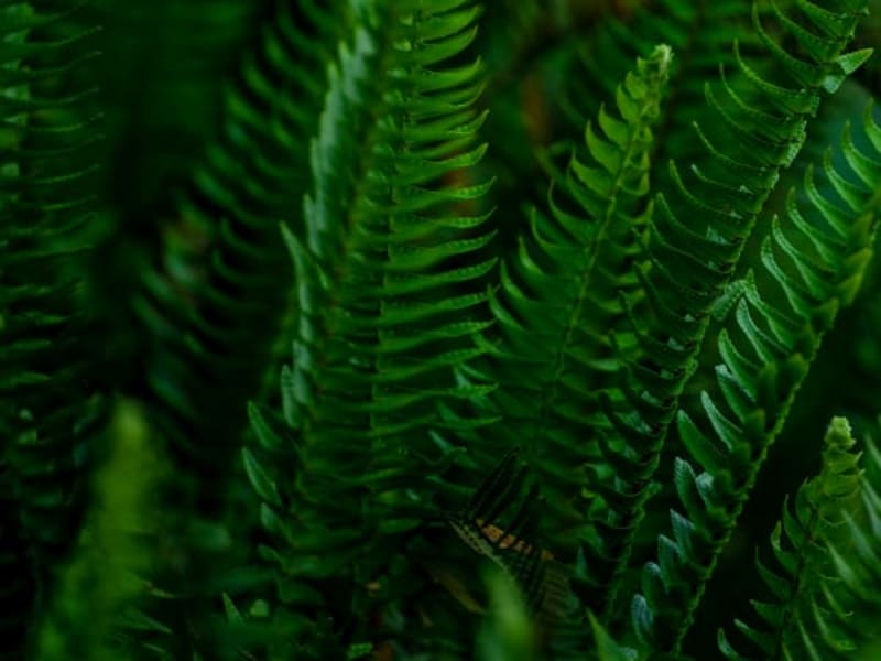 Image for Fougere Accord