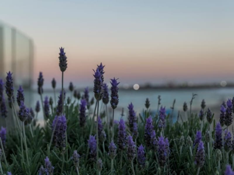 Image for Lavender Extra