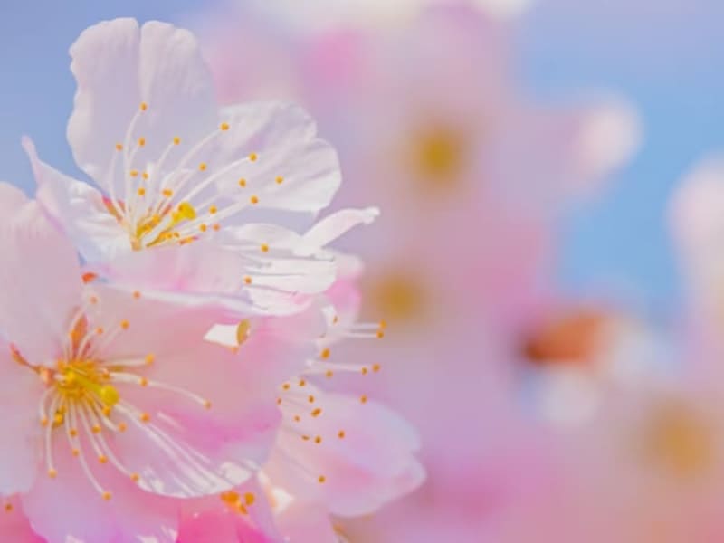 Image for Sakura Blossom 2 / Cherry Blossom Accord 2