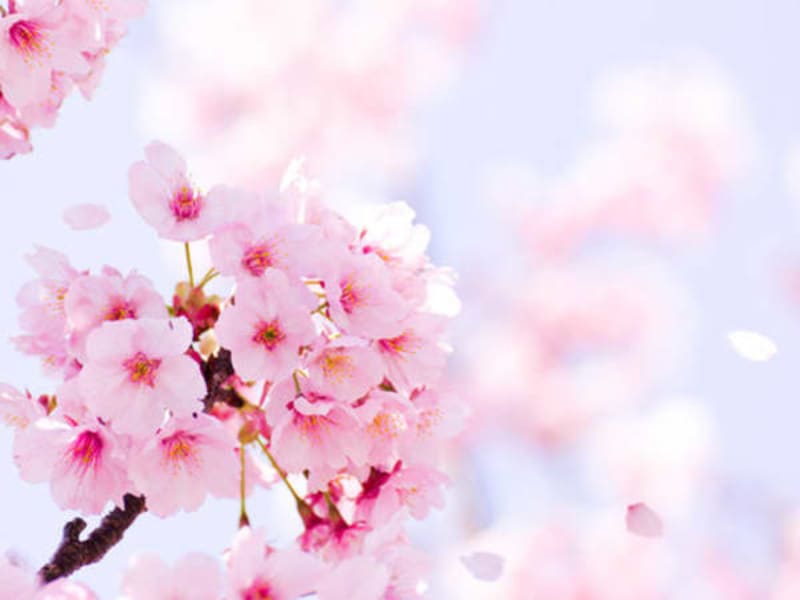 Image for Sakura Blossom / Cherry Blossom Accord