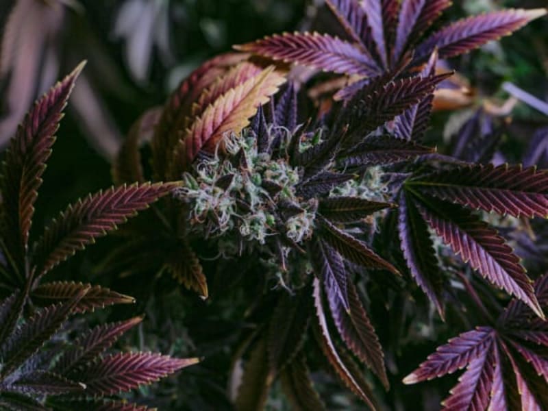 Image for Cannabis Base