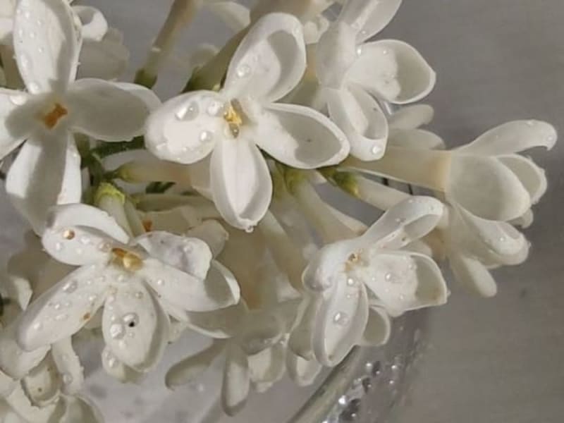 Image for Jasmine Accord