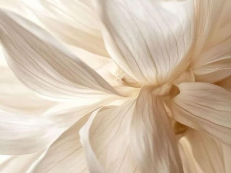 Image for Floral Musk Accord