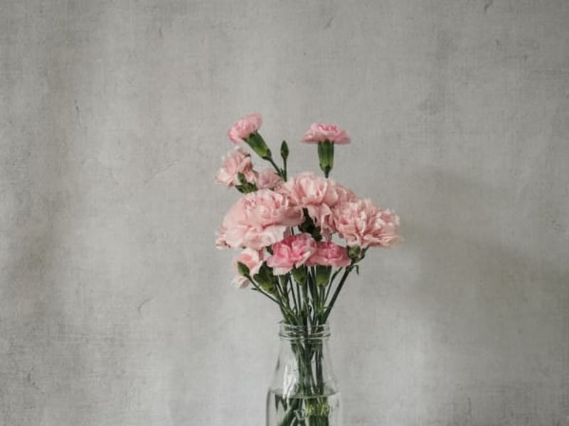 Image for Carnation 10