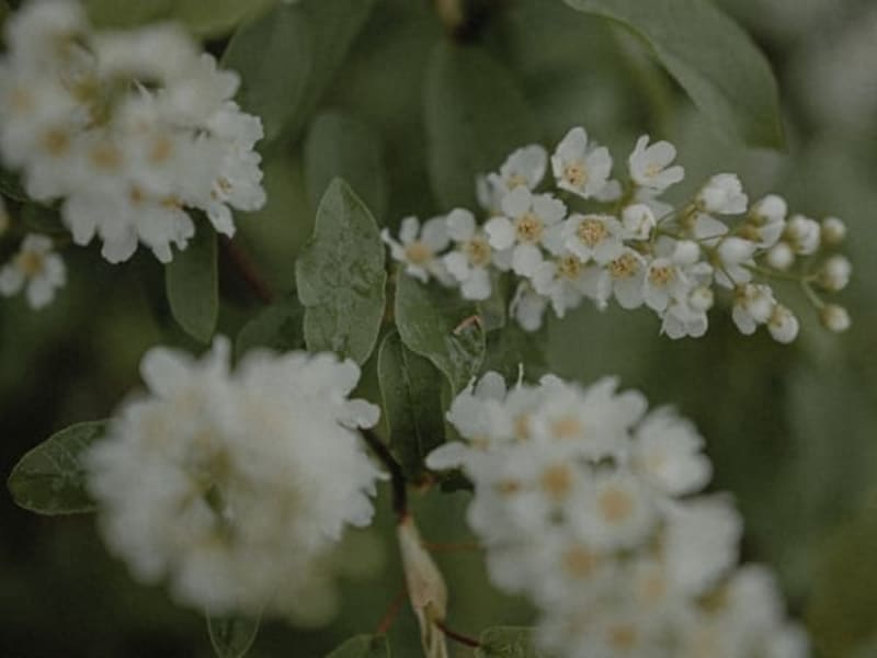 Image for Neroli A