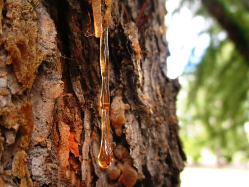 Image for Accord N° 208103 Amber woody (Firmenich)