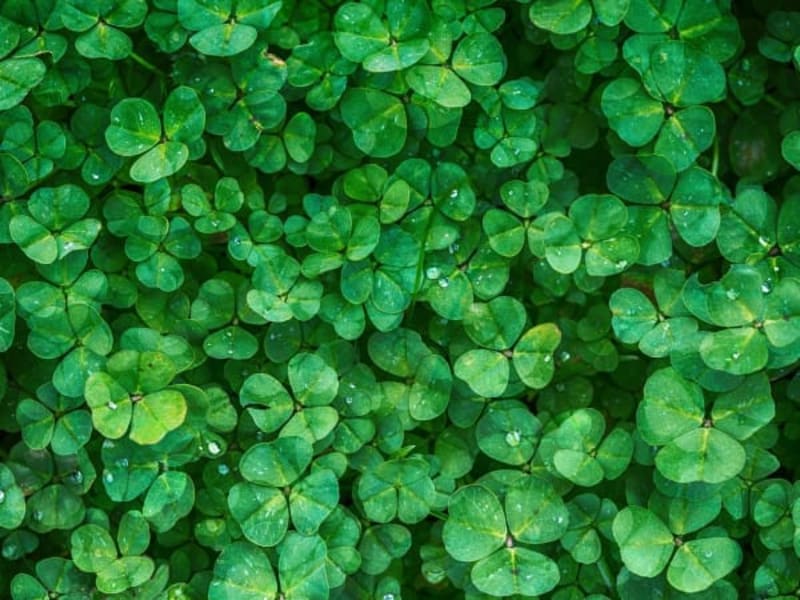 Image for Clover 10