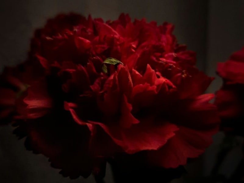 Image for Bloody Rose