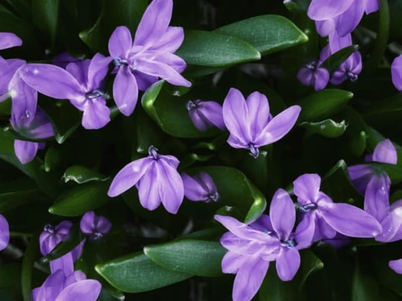 Image for Winy-Violet Blushed Rose Accord