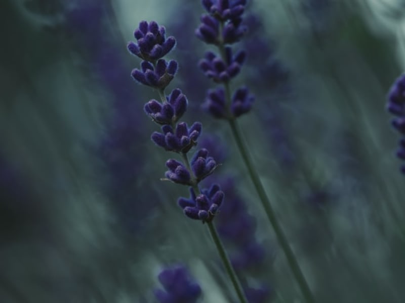 Image for Lavender Vintage