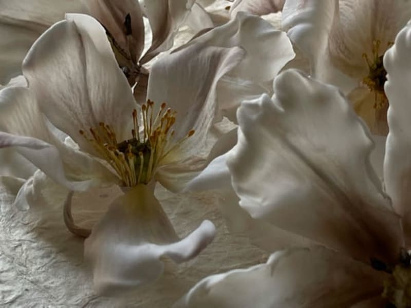 Image for Accord N° 208902 Woody Oriental (Firmenich)