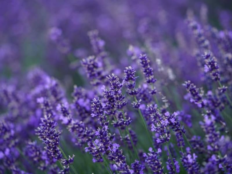 Image for Lavender Imitation 10