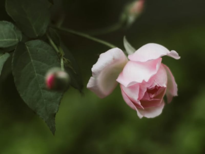 Image for Rose F (perfume)