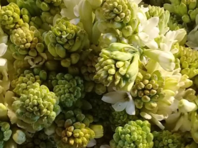 Image for Tuberose no. 3