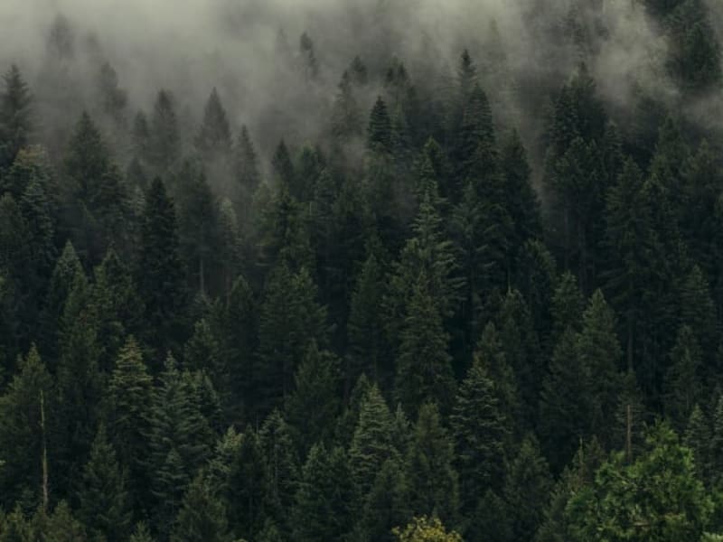 Image for Extreme Woods By Zaid Shaikha