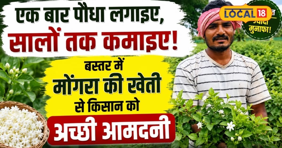 एक बार पौधा लगाइए, सालों तक कमाइए! बस्तर में मोंगरा की खेती से किसान कमा रहे अच्छी आमदनी