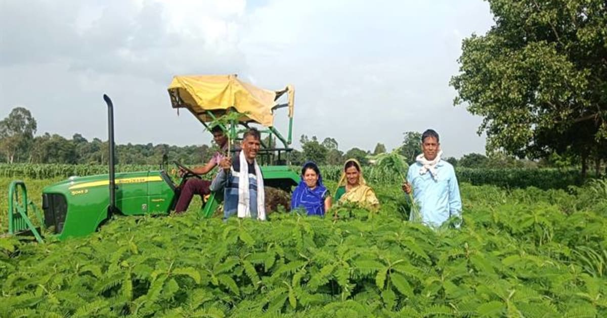 छिन्दवाडा : ढैंचा बना किसानों की पसंद, कम लागत में मृदा स्वास्थ्य सुधार की दिशा में बढ़ा कदम