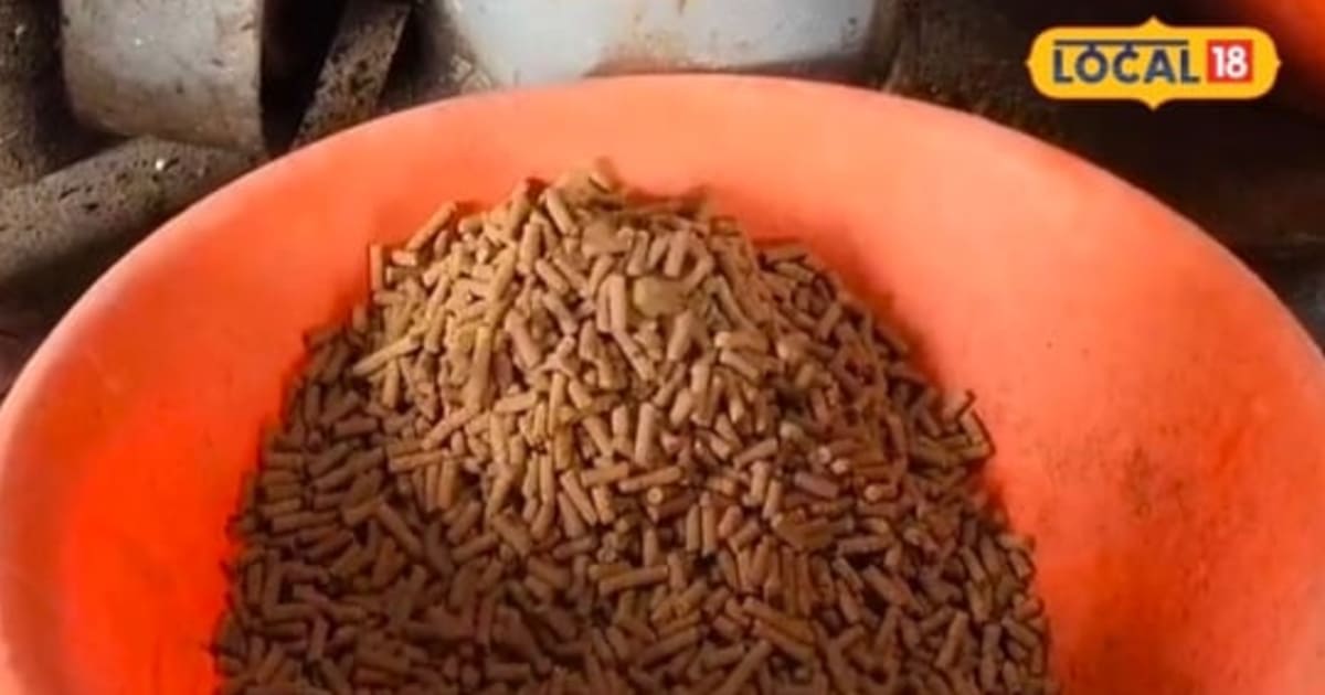 अब मुर्गियों के दाने से होगी बंपर कमाई, खुद तैयार करें पोल्ट्री फीड और बचाएं हजारों रुपये..जानिए पूरा गणित