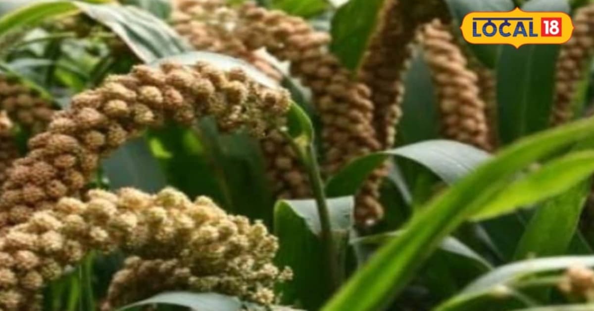 रागी की खेती में चाहिए बंपर पैदावार, तो बुवाई से पहले इन 8 बातों का रखें खास ध्यान