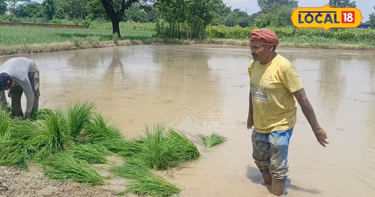 PM Fasal Bima Yojana: 31 अगस्त याद रखें किसान! एक तारीख बचा सकती है मौसम की मार से आपकी महीनों की मेहनत, जानें पूरी योजना