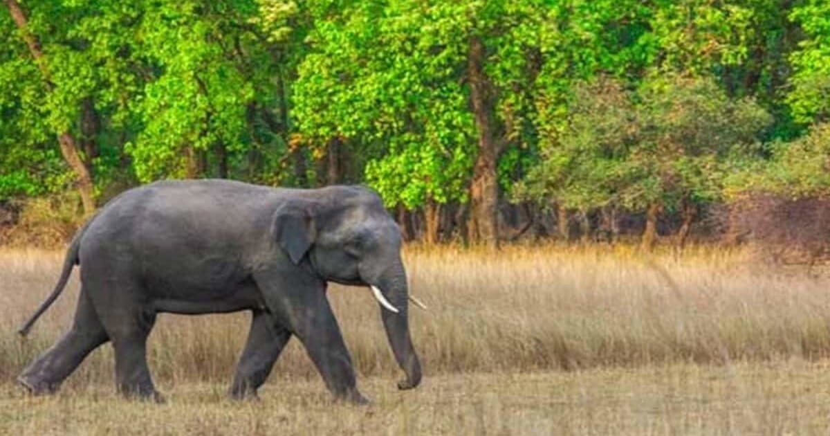 हिमाचल के पावंटा में कई गांवों में घुसे हाथियों का तांडव, खेत, ट्यूबवेल और मकानों को भारी नुकसान, दहशत में किसान