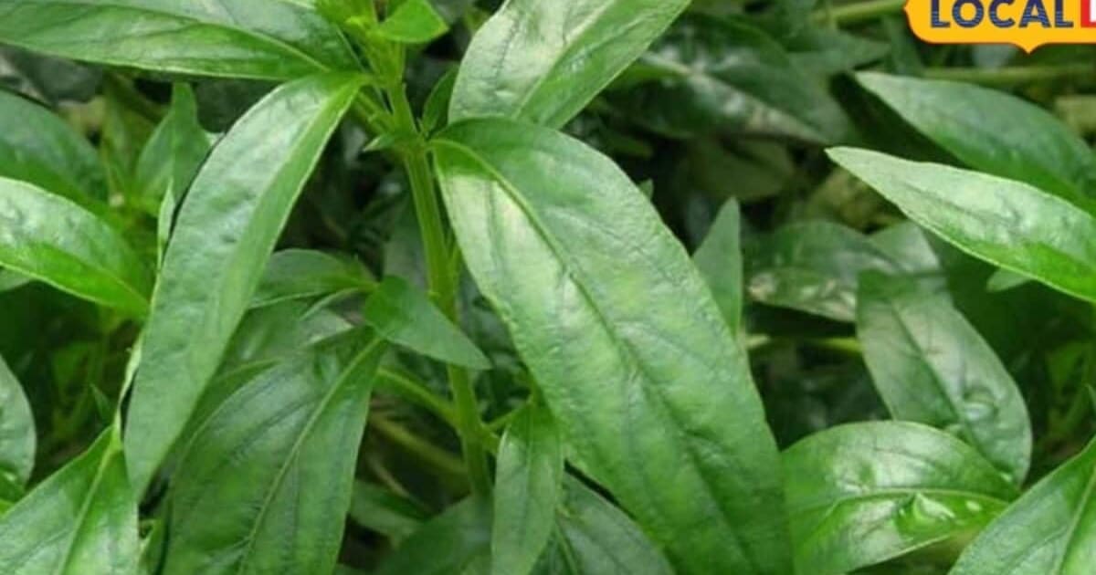 Medicinal Crops Farming: औषधीय फसल की खेती, 5-6 महीने में होगी तैयार, एक बीघा से 60-70 हजार तक कमाई, ऐसे करें खेती