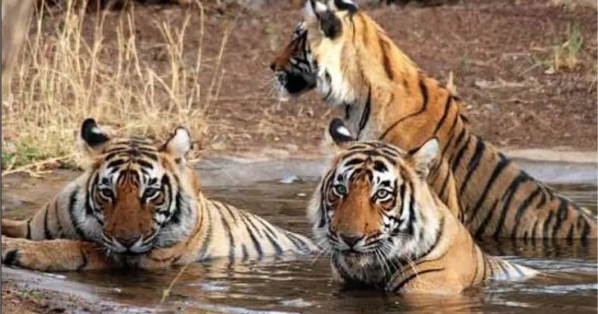 बाघों को बचाने के लिए मध्यप्रदेश लाएगा देश का पहला ‘टाइगर एक्शन प्लान’
