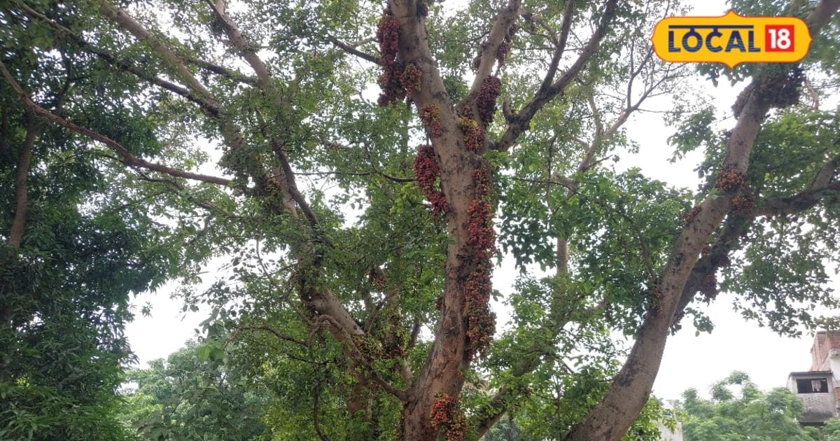 महराजगंज के राम जानकी मंदिर का रहस्यमयी गूलर, पेड़ के उम्र का पता नहीं, कई पीढ़ियों से है खड़ा
