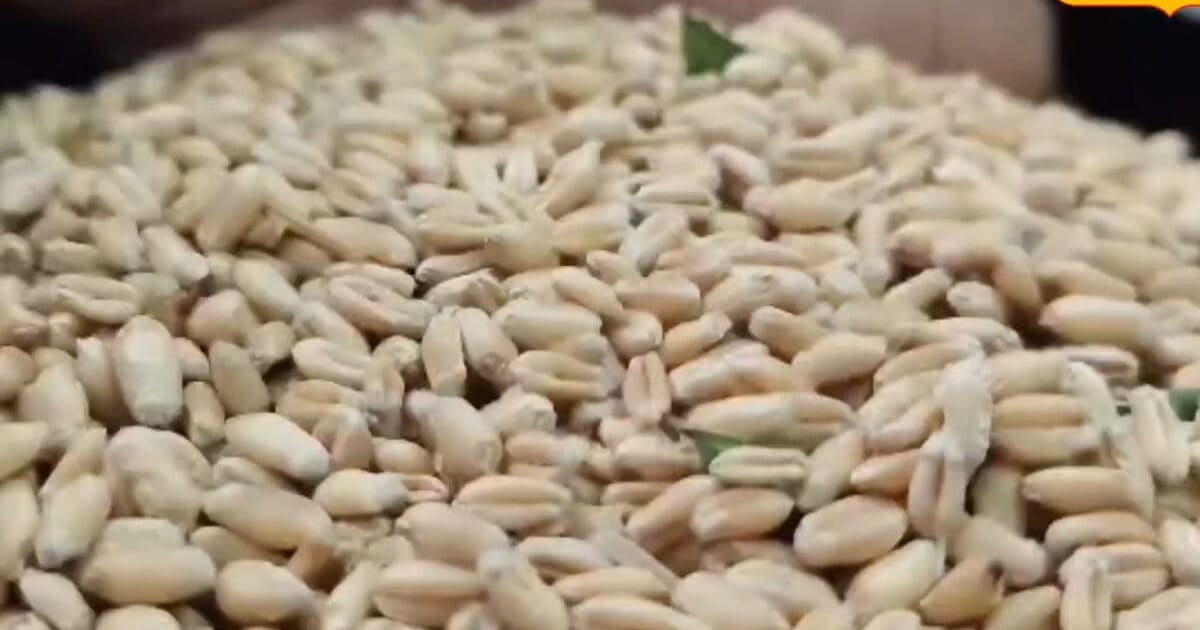 बारिश में नमीं से खराब हो रहा घर में रखा अनाज, लग रहे हैं पाई और कीड़े, अपनाएं ये घरेलू टिप्स, हो जाएंगे गायब