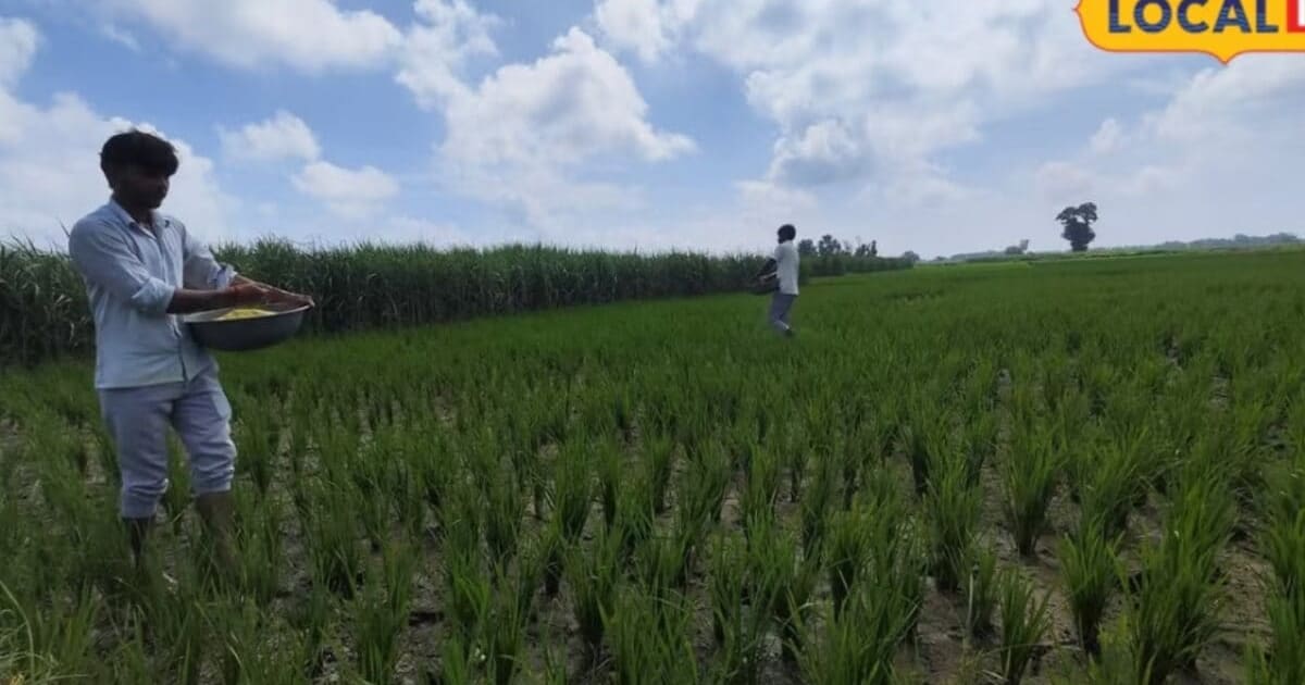 सावधान! यूरिया के छिड़काव के दौरान अगर कर दी ये गलती, जल जाएंगे धान के पौधे, ये रही वजह और सही तरीका