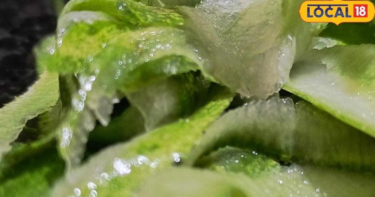 Gardening Tips: सब्जी के छिलके मत फेंकिए, गार्डन के लिए ऐसे बनाएं फ्री में ऑर्गेनिक खाद, पौधे हो जाएंगे हरे-भरे