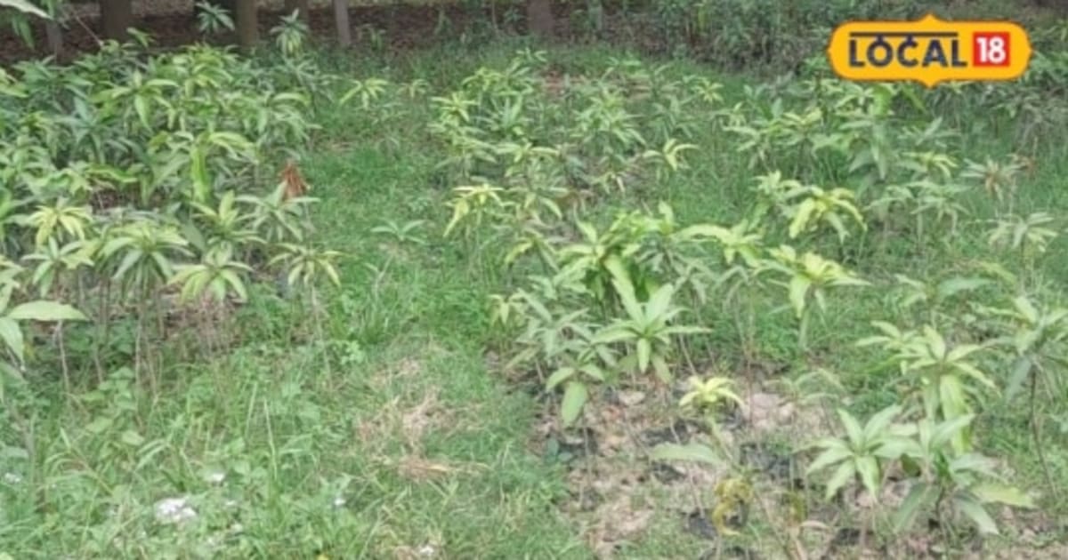 Nursery Business Idea: ₹2 लगाकर कमाएं 100, इस बिजनेस में 50 गुना मुनाफा; किसान अशोक से जानें कैसे करें शुरुआत