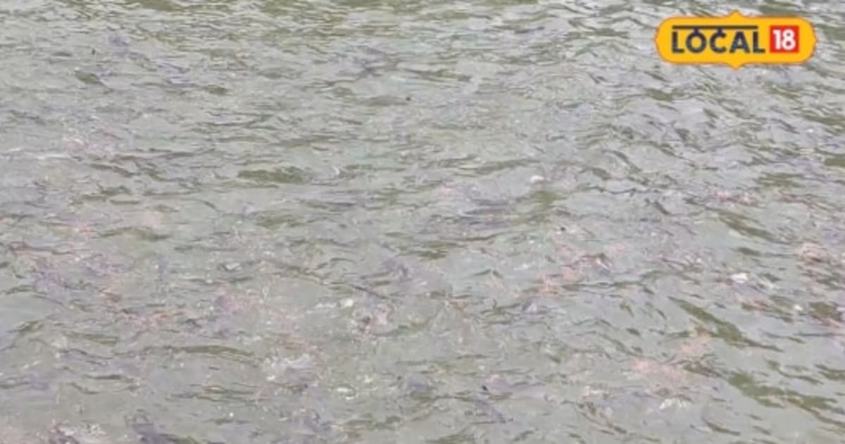 Fish Farming Vs Hatchery: मछली पालन या हैचरी, किसमें है बंपर कमाई? विशेषज्ञ से जानें सफलता का फॉर्मूला