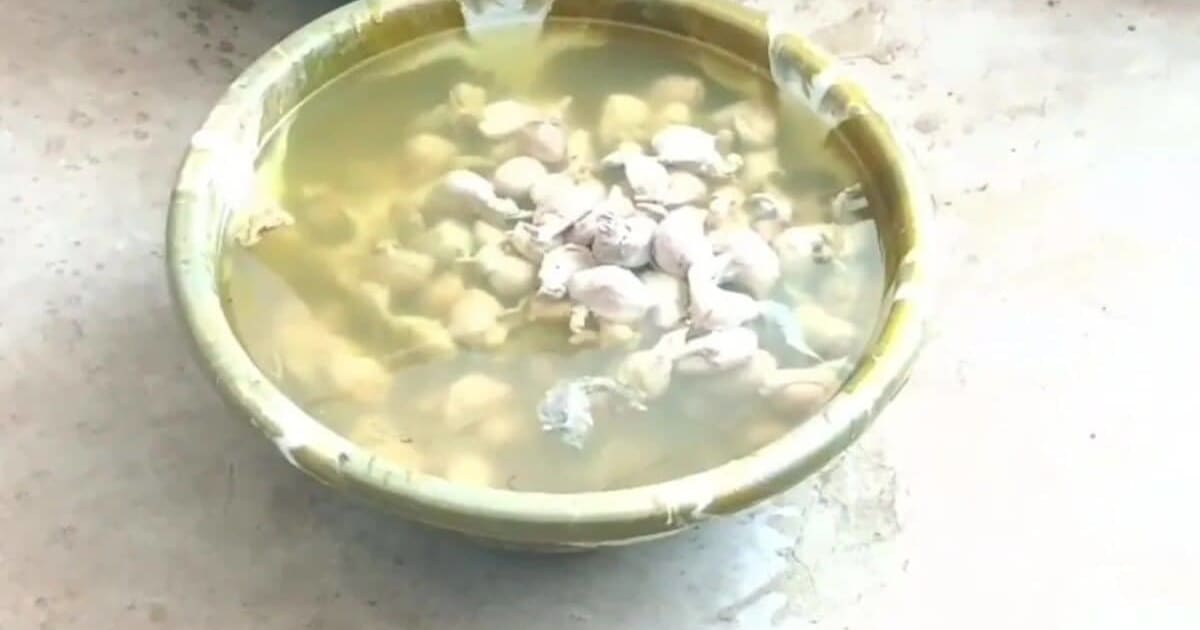 मंडला में फर्जीवाड़े से चल रही थी कुत्तों की नसबंदी, 795 कुत्तों के प्रजनन अंग बरामद, नगर पालिका में मचा हड़कंप