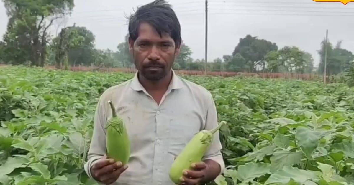 MP के इस गांव में 100 साल से उगाए जा रहे 1 फीट लंबे देसी बैंगन, हाइब्रिड से डेढ़ गुना महंगे, जानें फायदे