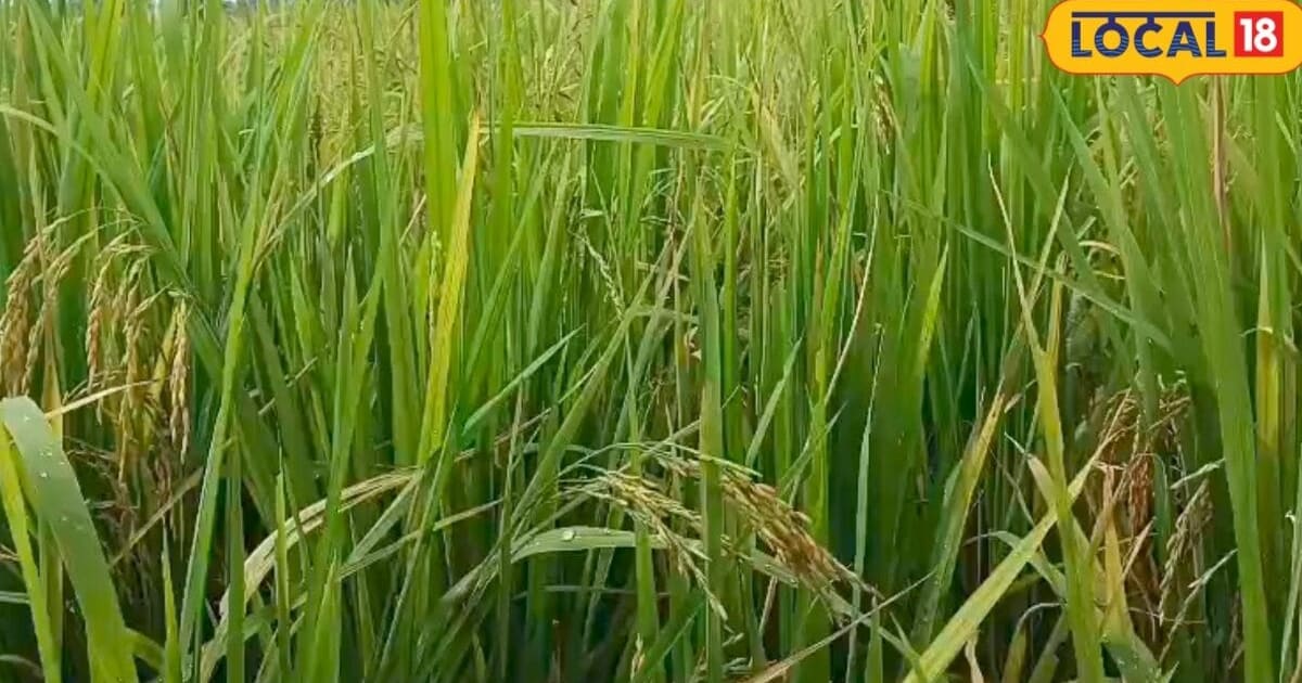 धान की फसल में दूसरी बार उर्वरक डालते समय सही मात्रा, समय और खेत की नमी का रखें ध्यान, एक्सपर्ट से जानें