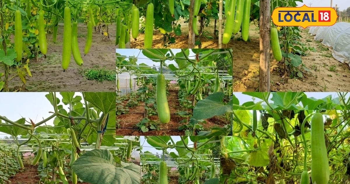 Lauki Ki Kheti: लौकी की खेती में ज्यादा फल चाहिए तो अपनाएं ये तरीका, 30 दिन बाद 2G-3G कटिंग से मिलेगा फायदा