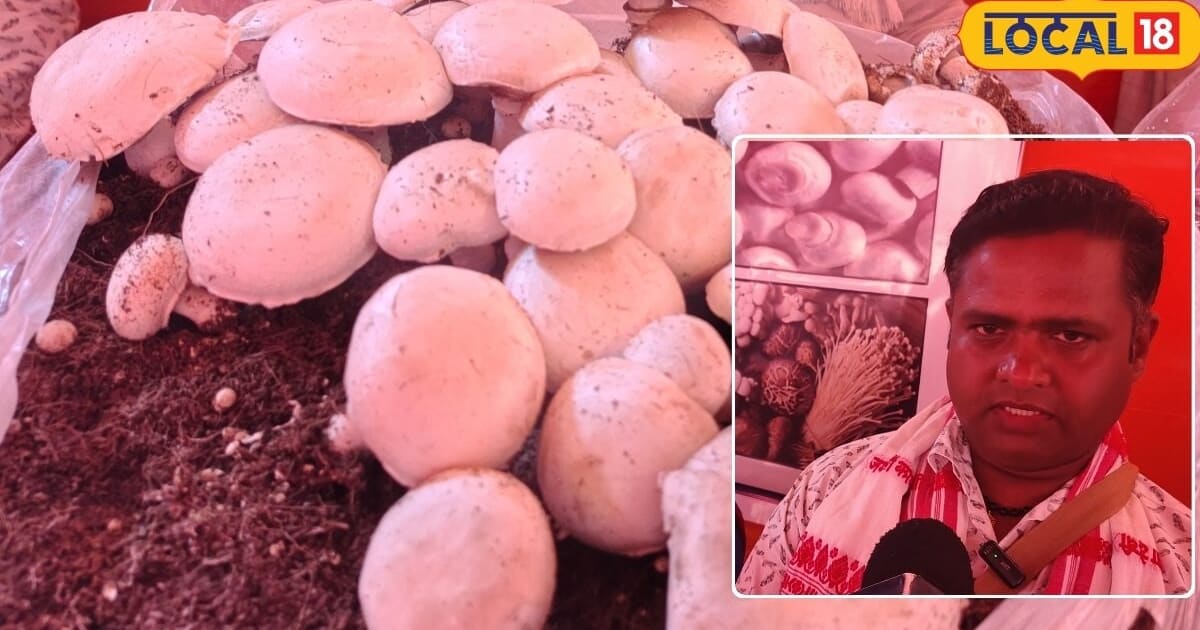 मशरूम खेती का नया मॉडल: EMI से बनाया 2 करोड़ का AC प्लांट, हर महीने ₹2 लाख का शुद्ध मुनाफा