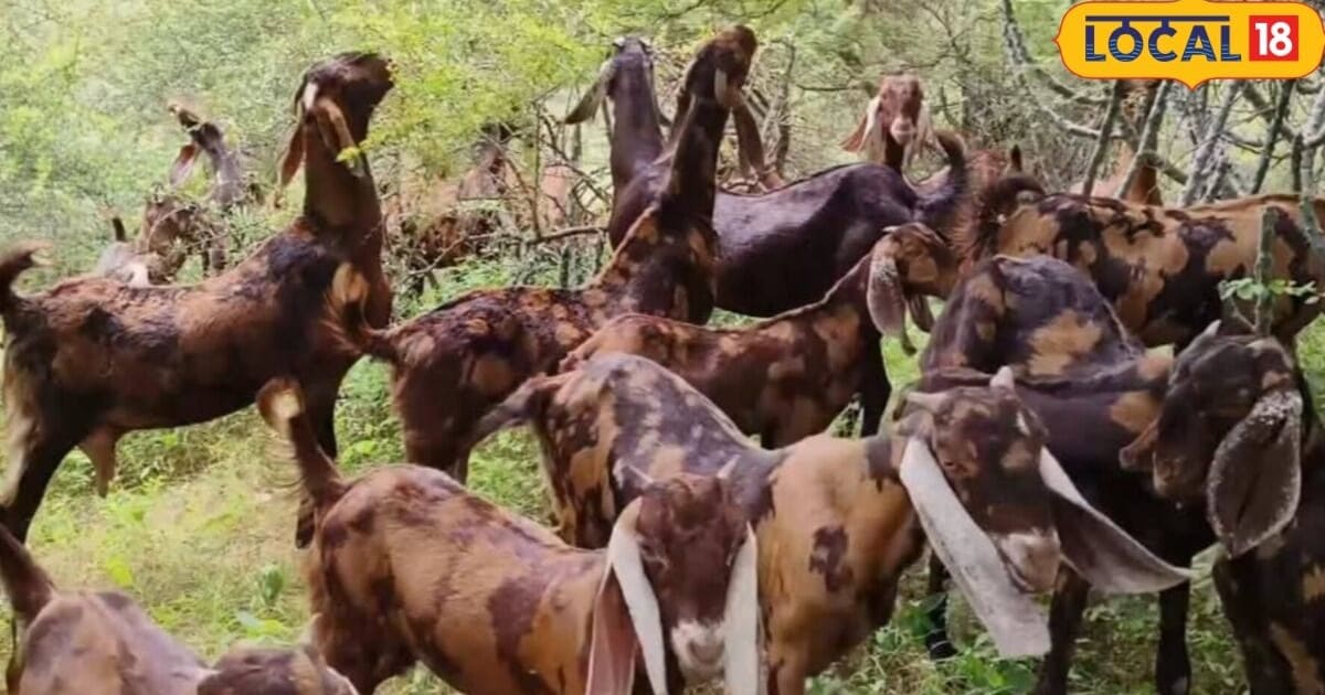 बकरी पालन से कमाई का शानदार मौका, सरकार की इस योजना से यूनिट लगाने पर मिलेगी आर्थिक मदद, जानें पूरी डिटेल
