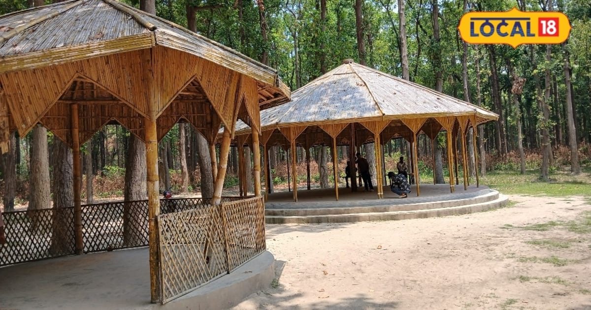 जंगल के बीच बांस की खूबसूरत छांव, महराजगंज का धरमौली बना इको-टूरिज्म स्थल, जहां है प्रकृति के साथ सुकून