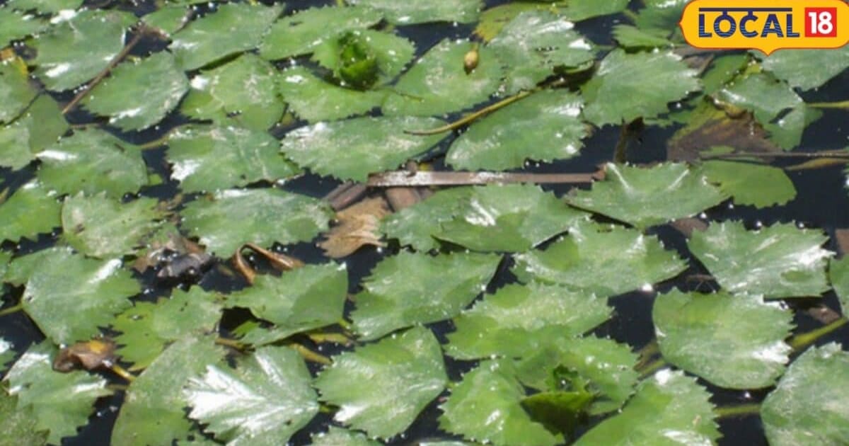 Water chestnut cultivation: कम लागत में डबल मुनाफा, तालाब में ऐसे उगाएं सिंघाड़ा, 6 महीने में तैयार