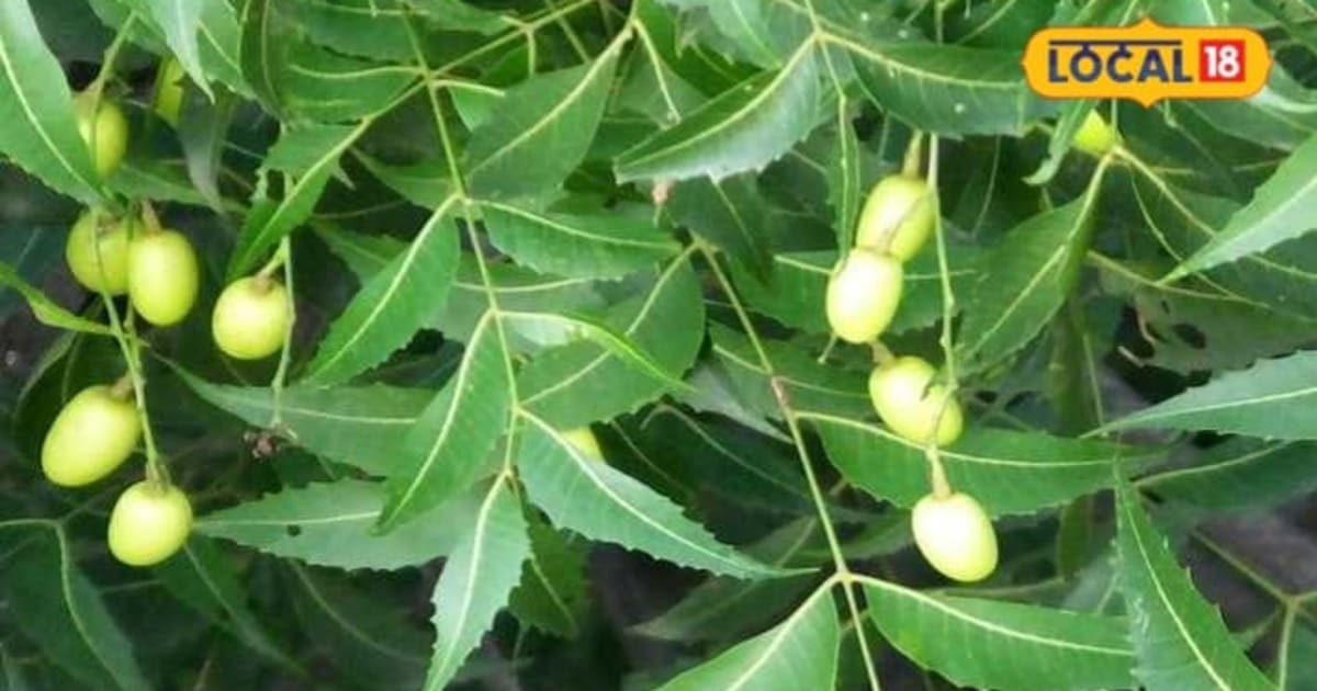 गांव-खेत में मुफ्त मिलती है ये चीज, नीम की निंबोली से तैयार करें देसी खाद और बचाएं खेती का खर्च