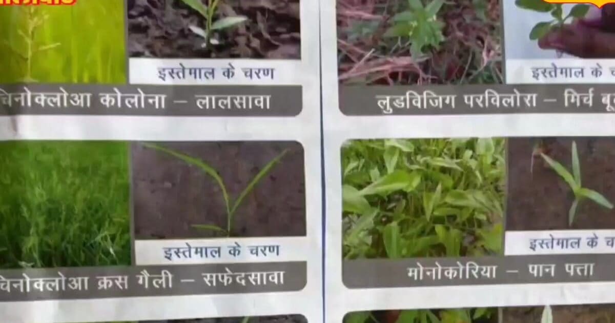 धान जैसा दिखता है, पर फसल का है सबसे बड़ा दुश्मन! एक्सपर्ट से जानें कैसे करें पहचान और कंट्रोल