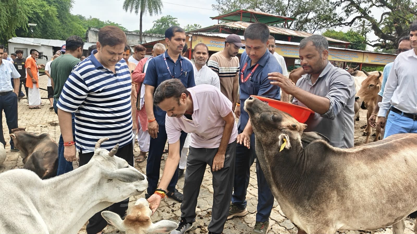 गौसेवा करते हुए उपमुख्यमंत्री