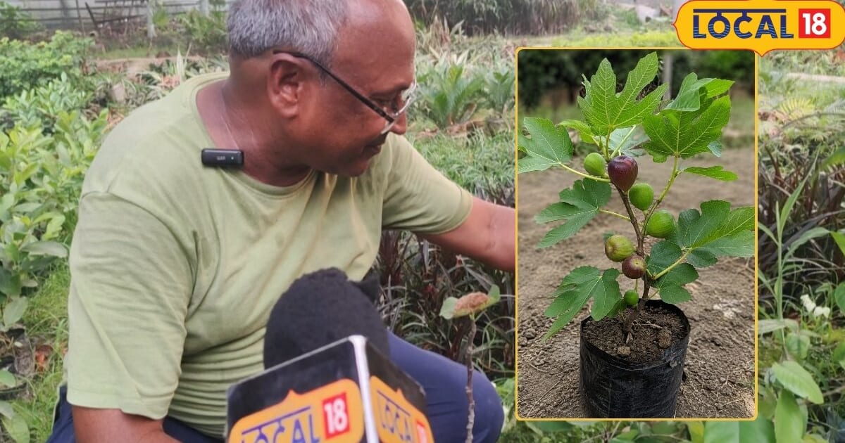 Anjeer Farming Tips: घर के गार्डन में लगाएं 100 रुपये का यह पौधा, 1 साल में देगा फल, होगी बंपर कमाई