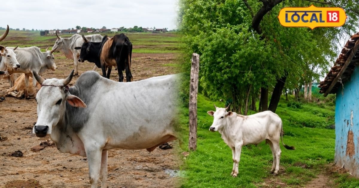 जंगल में खुद चरकर पेट भरती है ये खास नस्ल की गाय, देशभर में छाया नाम; जानिए इसकी खूबियां