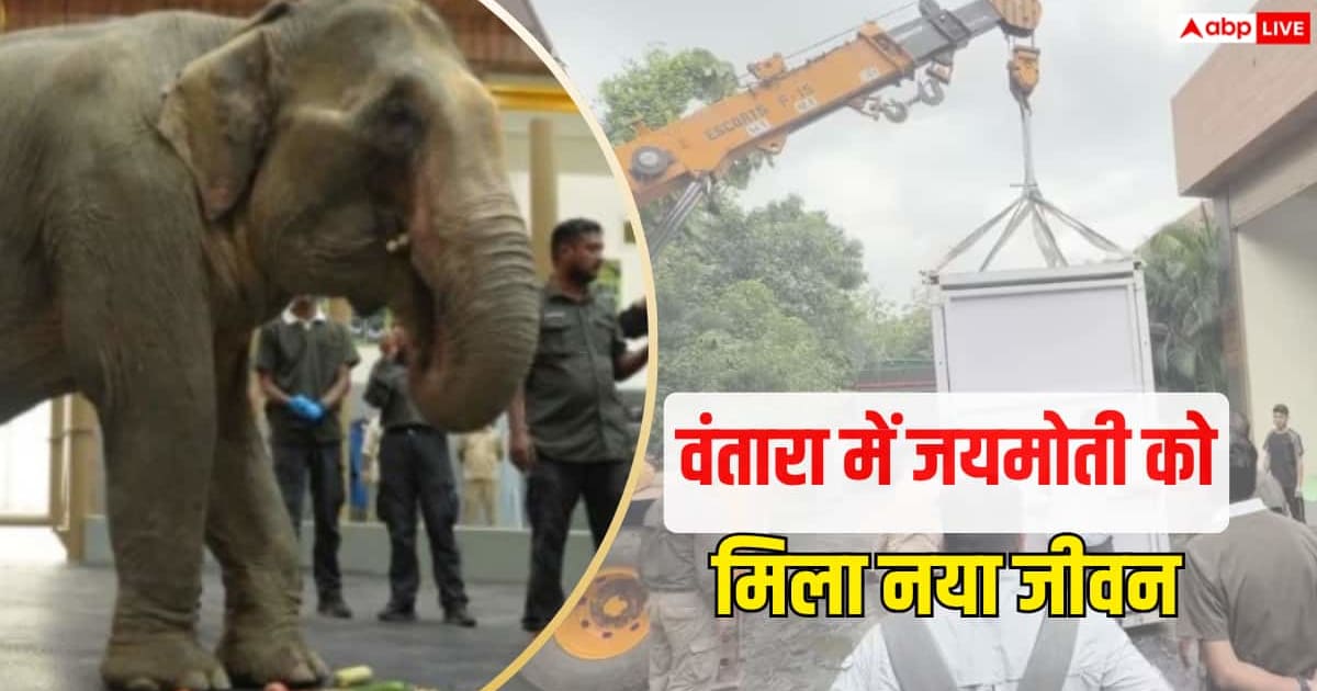 बाढ़ से बचाई गई हथिनी 'जयमोती' एयरलिफ्ट, अनंत अंबानी के 'वंतारा' में हुआ इलाज