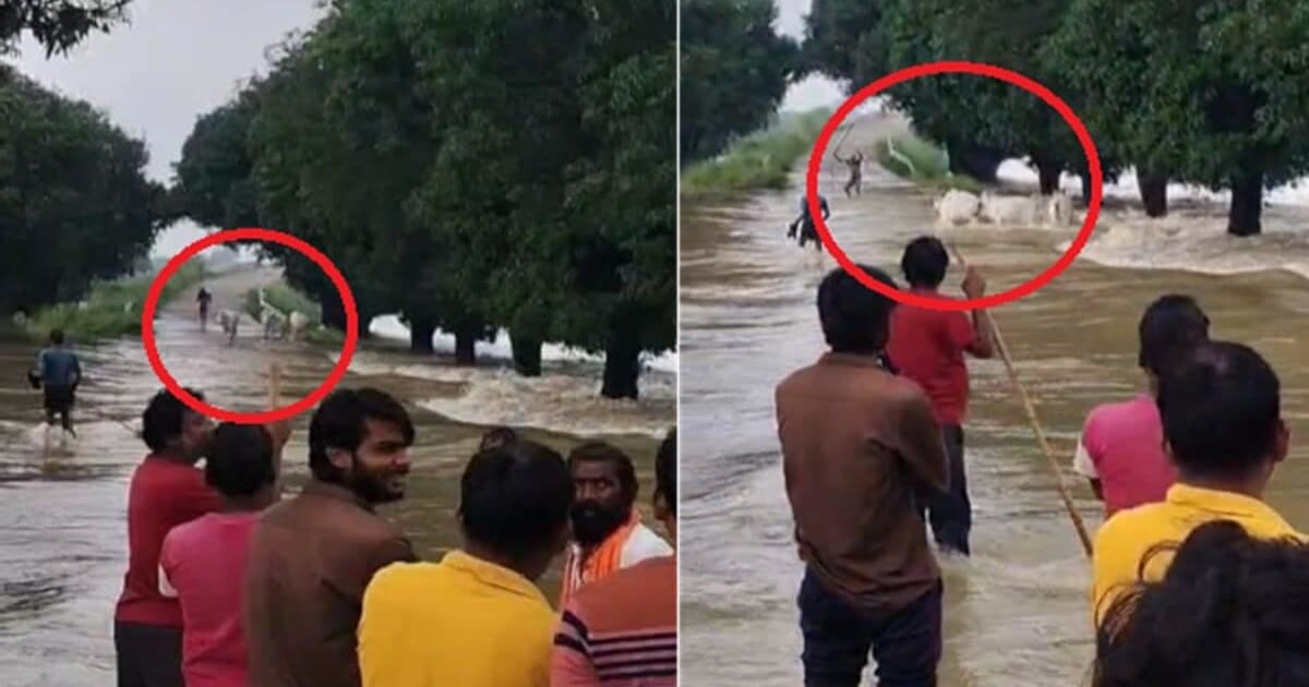 इंसान बना हैवान! गोवंशों को उफनती नदी में धकेला, Video देख पुलिस ने किया अरेस्ट