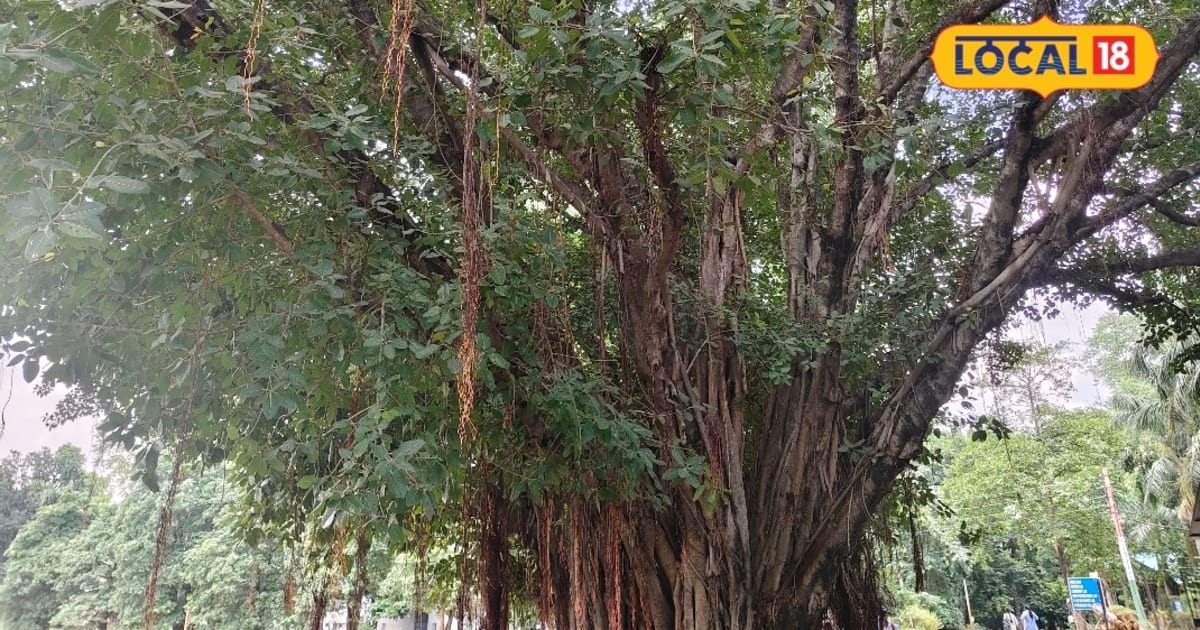 सुल्तानपुर के केएनआईटी में तत्कालीन राष्ट्रपति फखरुद्दीन अली अहमद ने 1976 लगाया था बरगद का पेड़, 50 साल बाद हुआ विशाल
