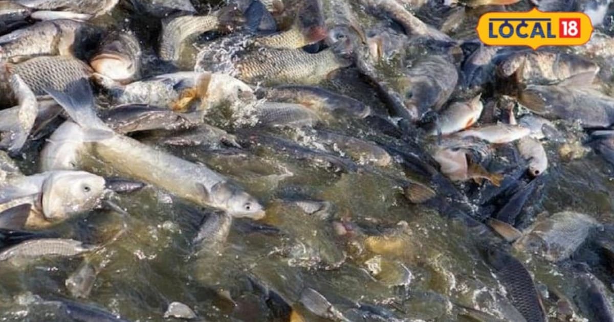 मछली पालन से अच्छी कमाई के लिए तालाब का सही प्रबंधन जरूरी, पानी की गुणवत्ता, चारे और साफ-सफाई पर दें ध्यान